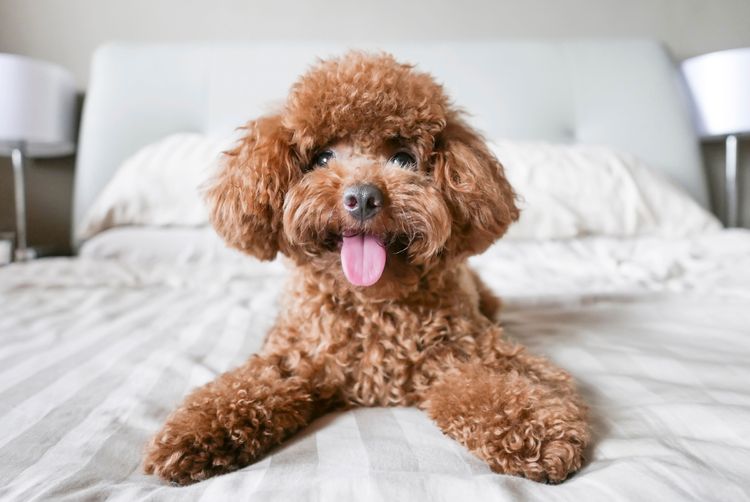 Hund, Säugetier, Wirbeltier, Canidae, Hunderasse, Zwergpudel, Rasse ähnlich Maltepoo, Pudel, brauner kleiner Hund mit lockigem Fell, Fleischfresser,