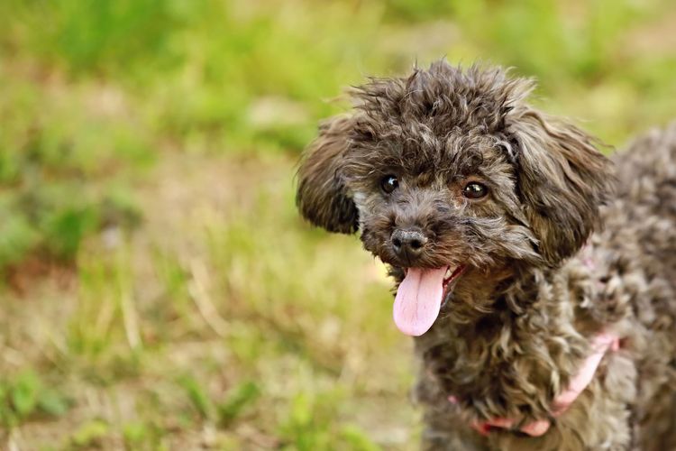 Poodle puppy grey Poodle as a hypoallergenic breed