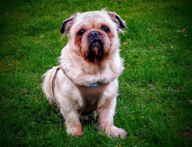 Pug-Zu © Sarah Oberhaus Hund,Hunderasse,Fleischfresser,Leber,Begleithund,Kitz,Gras,Spielzeughund,Schnauze,Sportliche Gruppe,