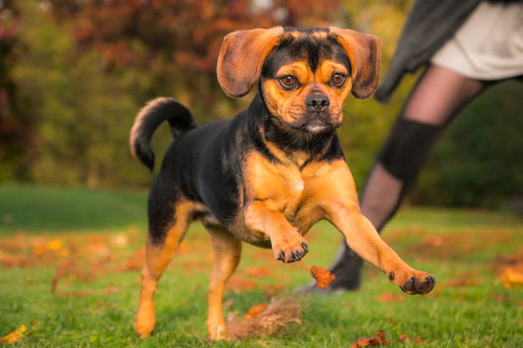 Puggle Hund läuft Hund der ein Designerhund ist und MIschling aus Beagle und Mops