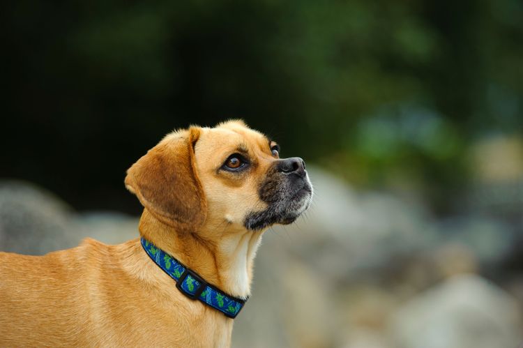 Hund, Säugetier, Wirbeltier, Hunderasse, Canidae, Puggle, Schnauze, Fleischfresser, Begleithund, Beagle Mops Mix, Mischlingshund, Mopsmischling, Beaglemix, kleiner brauner Hund, Dackel ähnliche Rasse