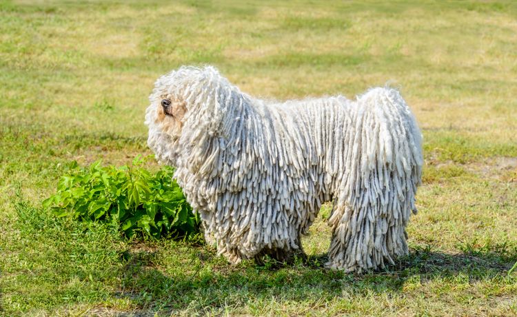 Säugetier, Hund, Wirbeltier, Hunderasse, Canidae, Hunderasse mit Wischmop Fell, Hund mit langem Fell, großer weißer Puli, besondere Hunderassen