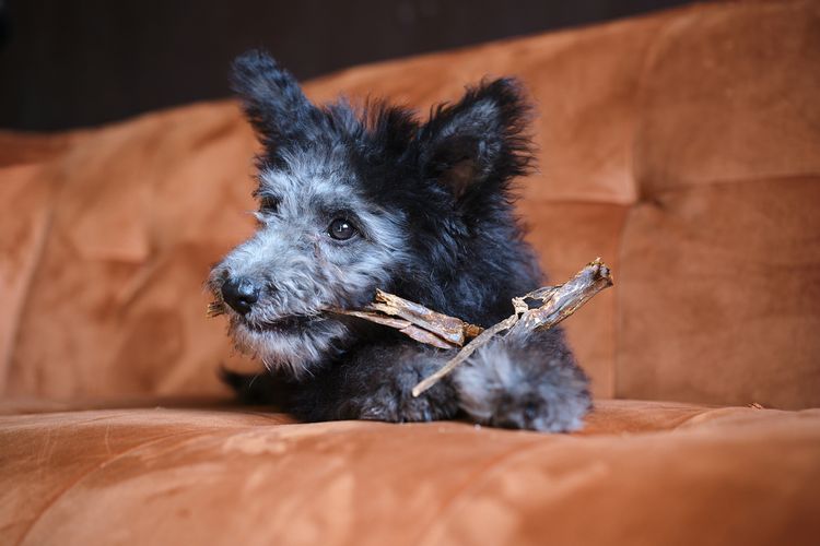 Pumi knabbert an Rindersehnen Pferdeschlund Hund,Hunderasse,Fleischfresser,Begleithund,Kitz,Schnurrhaare,Ohren,Schnauze,Arbeitstier,Sportliche Gruppe,