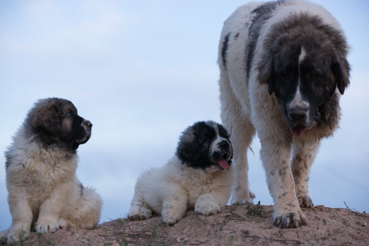 Pyrenäenberghunde schwarz weiß mit zwei Welpen auf einer Anhöhe, ein großer braun schwarz weißer Hund ähnlich Berhardiner, einer der größten Rassen der Welt, weißer Riesenhund auch Patou genannt