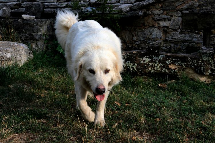 Pyrenäischer Berhund namens Patou geht über eine Wiese und sieht aus wie ein Golden Retriever, französischer Schäferhund, Hütehund