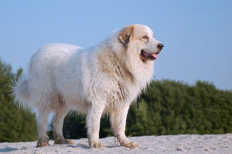 großer weißer Hund, Pyrenäen Berghund, Hund mit langem Fell