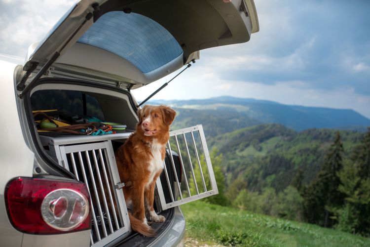 véhicule, voiture, transport, extérieur du véhicule, moyen de transport, porte du véhicule, Canidae, photographie, Groupe sportif, pièce de voiture, boîte à chien dans le coffre, nova scotia retriever dans le coffre, prendre le chien dans la voiture