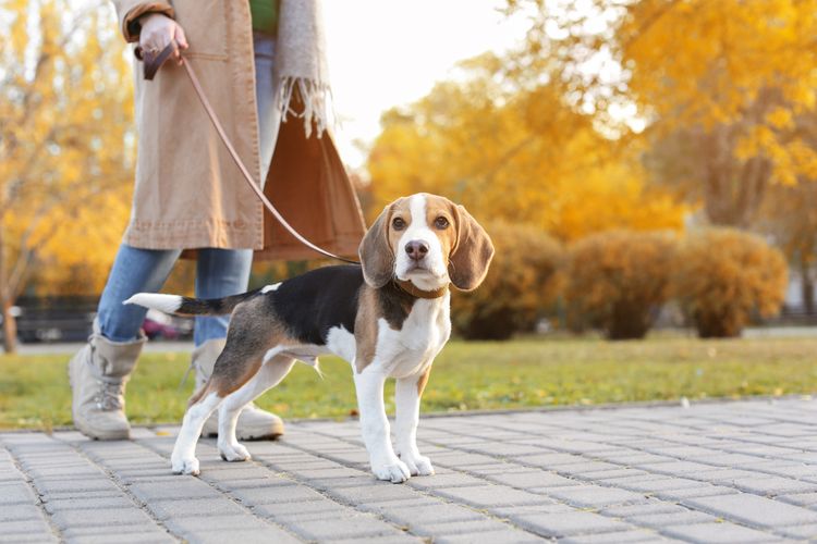 Hund,Pflanze,Hunderasse,Fleischfresser,Spürhund,Halsband,Begleithund,Baum,Rehkitz,Gehweg, Retrieverleine, Moxonleine, Beagle mit einer Zugstoppleine