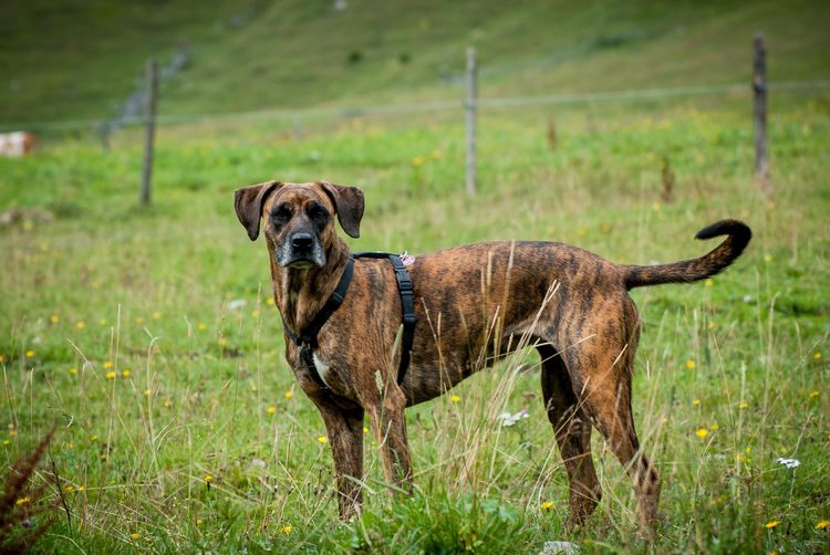 Hund,Fleischfresser,Halsband,Pflanze,Hunderasse,Arbeitstier,Kitz,Gras,Hundehalsband,Grasland,