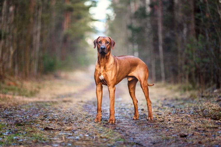 Hund, Säugetier, Wirbeltier, Canidae, Hunderasse, Rhodesian Ridgeback Rüde, Fleischfresser, brauner großer Hund mit Schlappohren, Listenhund in der Schweiz