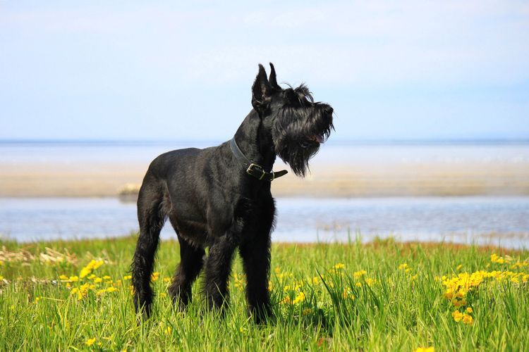 Hund, Säugetier, Wirbeltier, Canidae, Hunderasse, Riesenschnauzer, Fleischfresser,schwarzer Schnauzer mit Stehohren steht auf einer Wiese am See