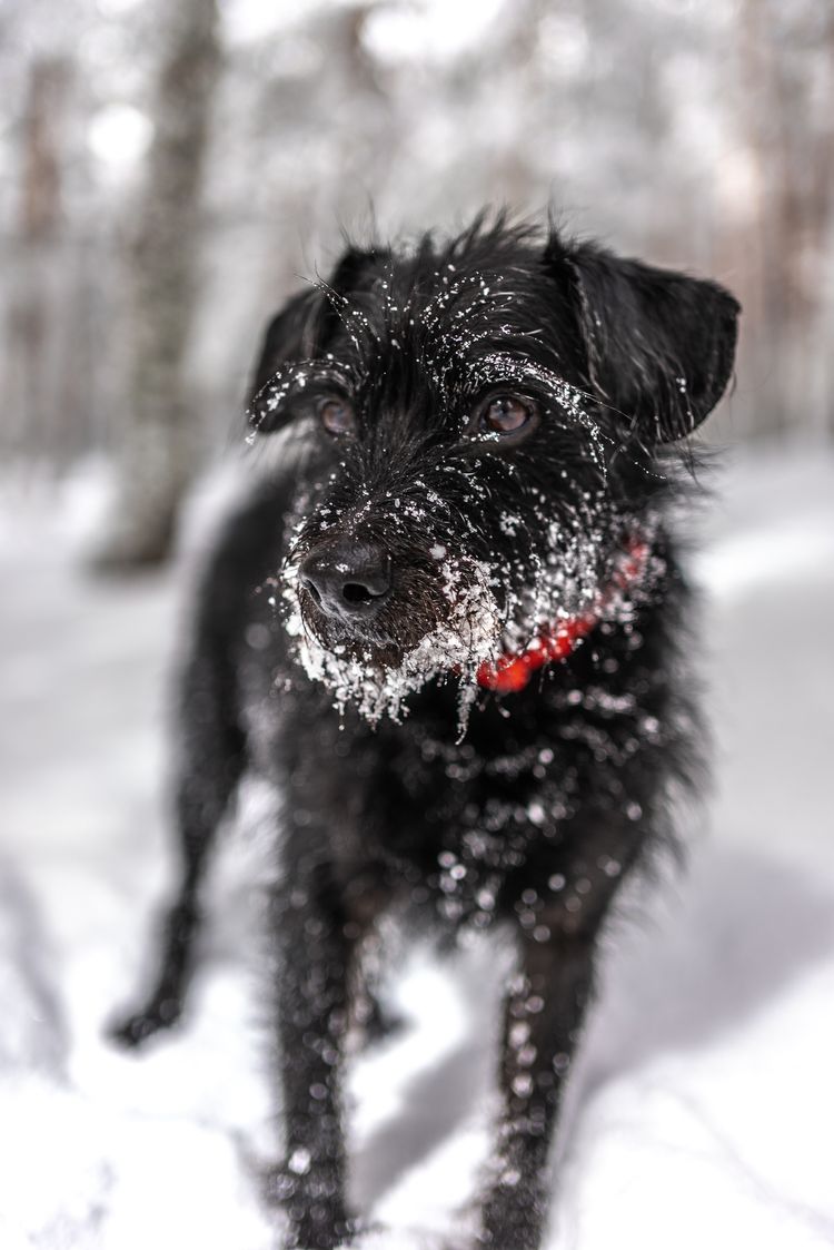 Riesenschnauzer Mix Hund Hund,Schnee,Hunderasse,Fleischfresser,Begleithund,Halsband,Schnauze,Hundehalsband,Einfrieren,Sportliche Gruppe,