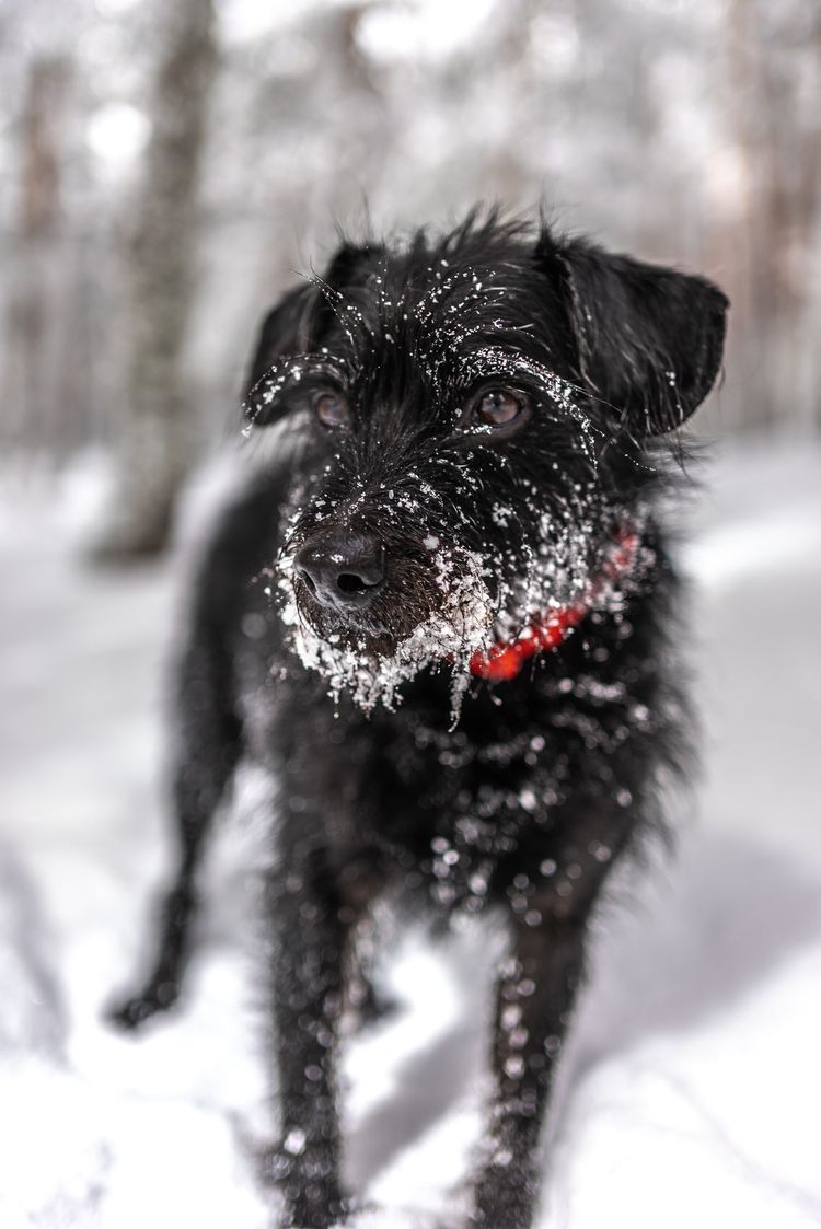 Hund,Schnee,Hunderasse,Fleischfresser,Begleithund,Halsband,Schnauze,Hundehalsband,Einfrieren,Sportliche Gruppe,