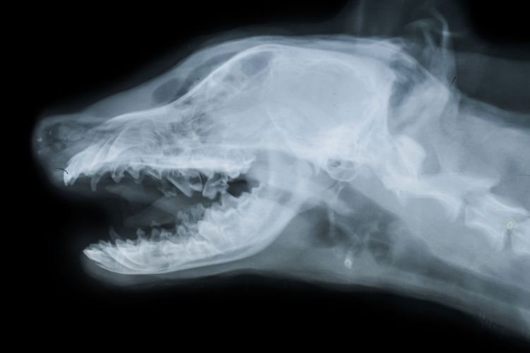 X-ray of a dog Determine ataxia in dog