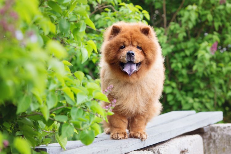 Hund, Säugetier, Wirbeltier, Canidae, Hunderasse, Fleischfresser, roter Chow-Chow, Rasse ähnlich Pomeranian, roter Hund mit langem Fell, blaue Zunge, Begleithund, Spitz,