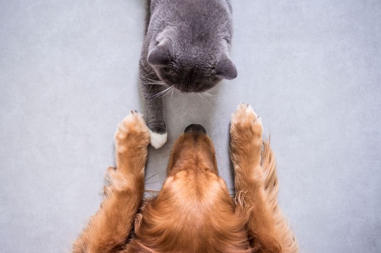Cat, Felidae, small to medium cats, whiskers, muzzle, Burmese, carnivore, British Shorthair cat looks at red golden retriever and are paw to paw, claw, fur,