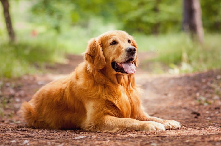 Dog, mammal, vertebrate, dog breed, Canidae, red golden retriever, retriever, carnivore, sporting group, companion dog,