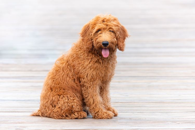 Hund, Säugetier, Wirbeltier, Hunderasse, Canidae, Fleischfresser, roter Goldendoodle, Pudelkreuzung, Begleithund, Rasse ähnlich Cockapoo,