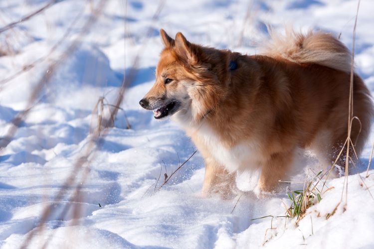 犬、哺乳類、脊椎動物、イヌ科、犬種、肉食動物、アイスランドシープドッグに似た犬種、冬、マズル、犬 グリーンランド犬、雪の中の冬のキツネに似た赤いアイスランドの犬