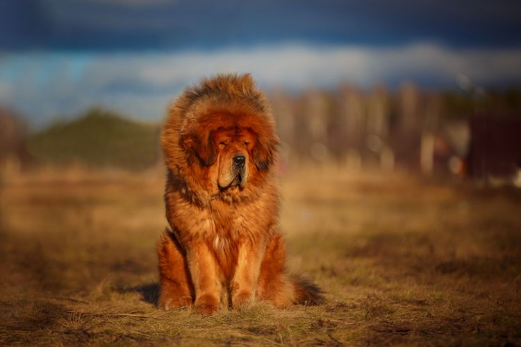 Wirbeltiere, Säugetiere, Natur, Wildtiere, Hund ähnlich Löwen, Fleischfresser,  Do Kyhi Tibetan Mastiff rot, Listenhund