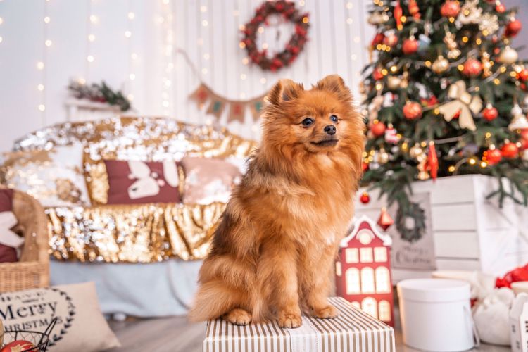 roter Pomeranian zu Weihnachten Hund, Säugetier, Spitz, Canidae, Pommerscher, Deutscher Spitz, Fleischfresser, Welpe, Begleithund, Hunderasse, Hund zu Weihnachten einbeziehen, kleiner roter Hund mit Steohren, Hund der immer wie ein Welpe aussieht, Fuchs ähnlicher Hund, Hund mit langem Fell