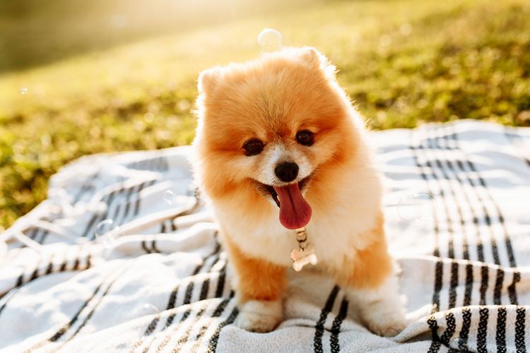 Hund, Säugetier, Wirbeltier, Canidae, Hunderasse, Spitz, Pommerscher, Deutscher Spitz, Deutscher Spitz Klein, Welpe, Rasse ähnlich Shiba Inu, kleiner roter Zwergspitz, blonder Pomeranian