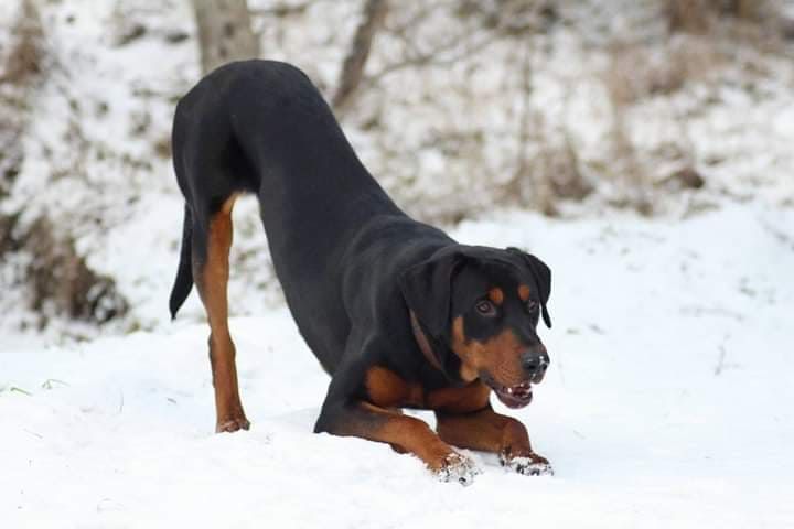 Rotterman © Lisa Mansfeld Hund,Schnee,Hunderasse,Fleischfresser,Flüssigkeit,Begleithund,Sportliche Gruppe,Landtier,Gefrieren,Arbeitshund,