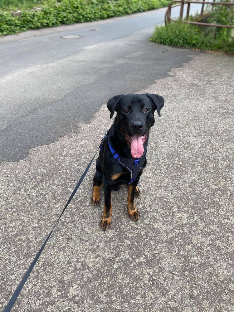 Hund,Hunderasse,Straßenbelag,Halsband,Fleischfresser,Pflanze,Asphalt,Kitz,Hundehalsband,Begleithund,