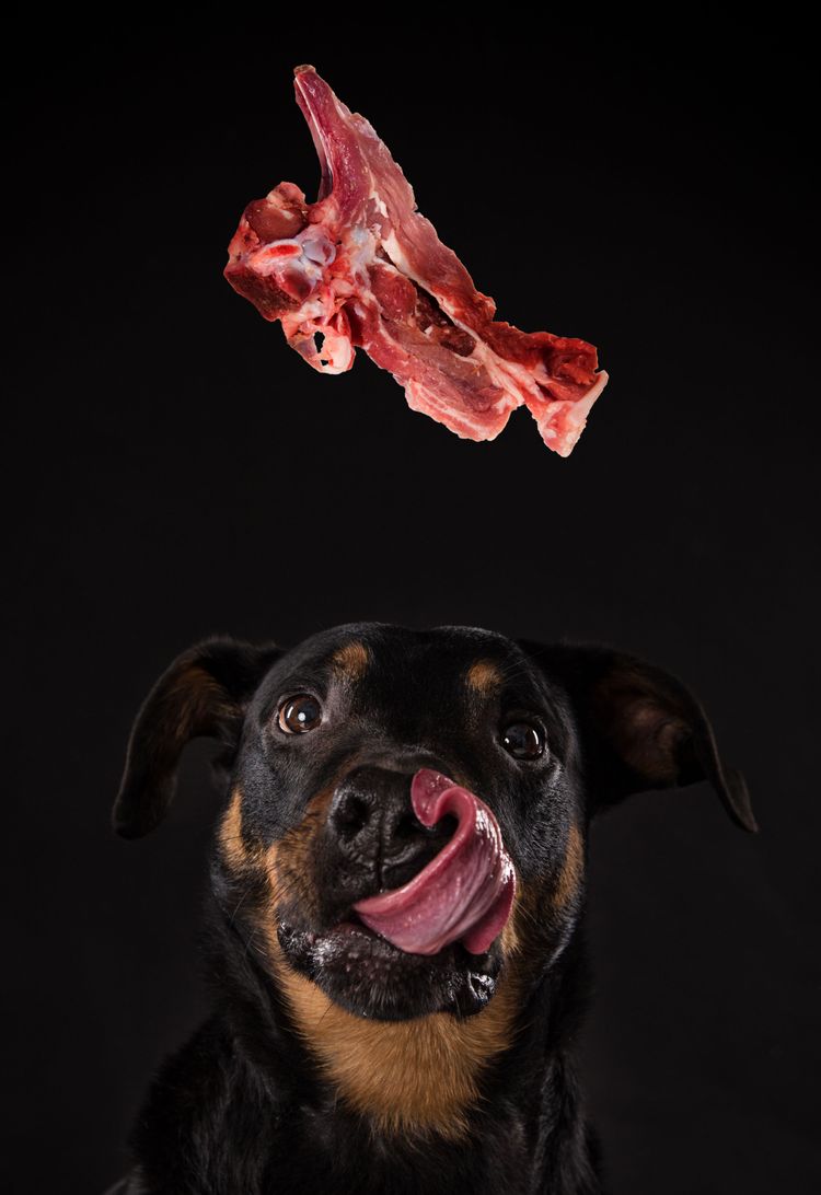 rottweiler barf futter Dosenfutter oder Trockenfutter