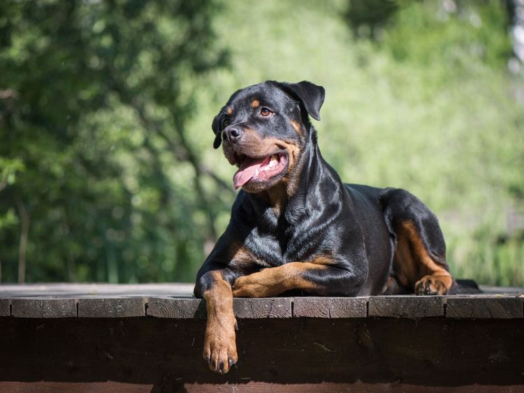 Hund, Säugetier, Wirbeltier, Hunderasse, Canidae, Fleischfresser, Rottweiler, Schnauze, Wachhund, Rasse ähnlich Beauceron,