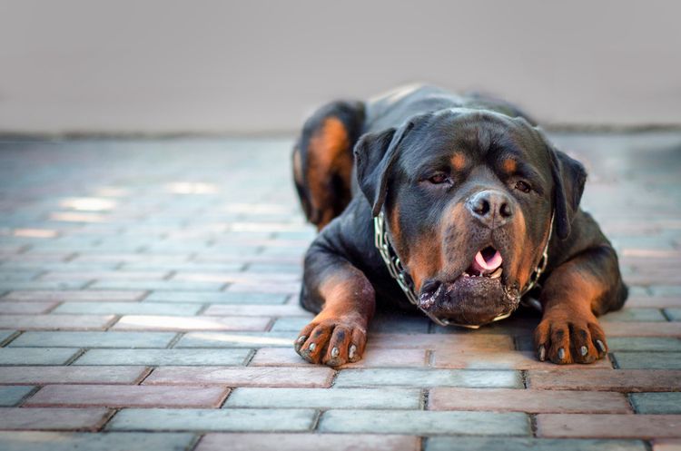 Rottweiler dog vomits Rottweiler vomits, dog vomits, dog has to vomit, Rottweiler who can't breathe for a moment