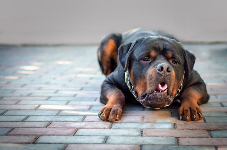 Rottweiler qui vomit, chien qui vomit, chien qui doit vomir, Rottweiler qui ne peut pas respirer pendant un moment