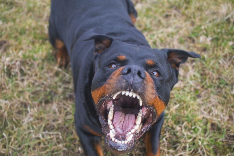 Chien, mammifère, vertébré, race de chien, Canidae, Rottweiler, carnivore, muselière, chien de travail, chien de garde, chien de combat aboie, liste chien agressif