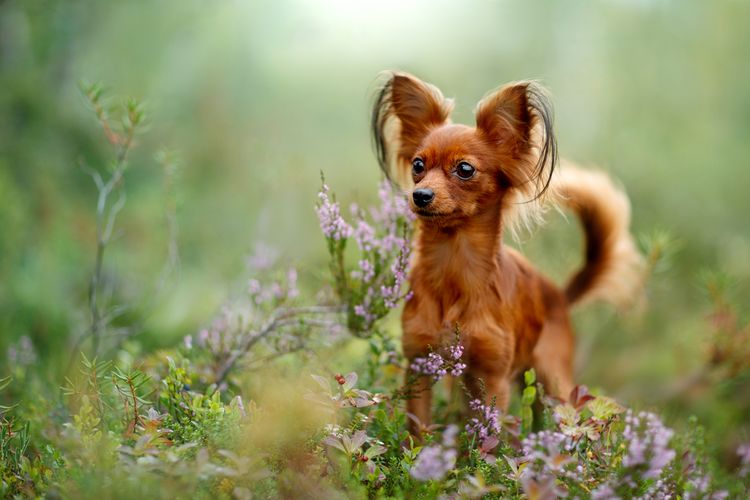 Russkiy Toy rot braun, kleine Hunderasse aus Russland, russische Hunderasse, Terrier, Russischer Toy Terrier, Hängeohren mit langem Fell, Hund ähnlich Chihuahua