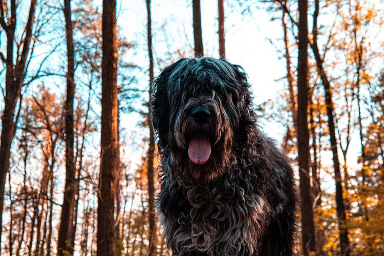 Russischer schwarzer Terrier im Wald Hund, Fleischfresser, Himmel, Baum, Hunderasse, Baumstamm, Holz, Puli, Wasserhund, Begleithund,
