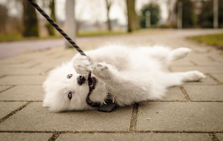 Säugetier, Canidae, Hund, Fleischfresser, Hunderasse, Samojede, Samojede Welpe spielt liegend mit Leine