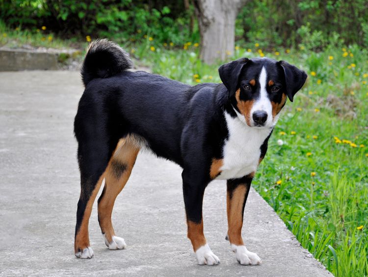 Hund, Säugetier, Wirbeltier, Hunderasse, Canidae, Fleischfresser, Appenzeller Sennenhund, schwarz brauner Appenzeller Sennenhund steht auf Weg