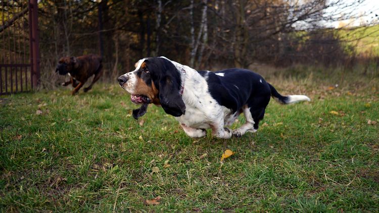 Schwarz braun weißer Hund der schnell über eine grüne Wiese läuft, Basset läuft, Hund mit langen Schlappohren und kurzem Fell der kniehoch ist