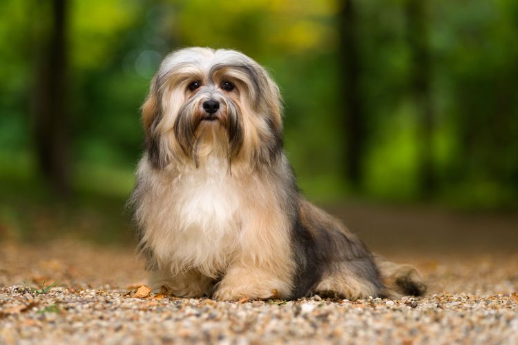 Hund, Säugetier, Wirbeltier, Hunderasse, Canidae, Fleischfresser, Rasse ähnlich tibetischer Terrier, Hund ähnlich Lhasa apso, Rasse wie ein Löwchen, braun schwarzer Havaneser sitzt im Wald und hat langes Fell