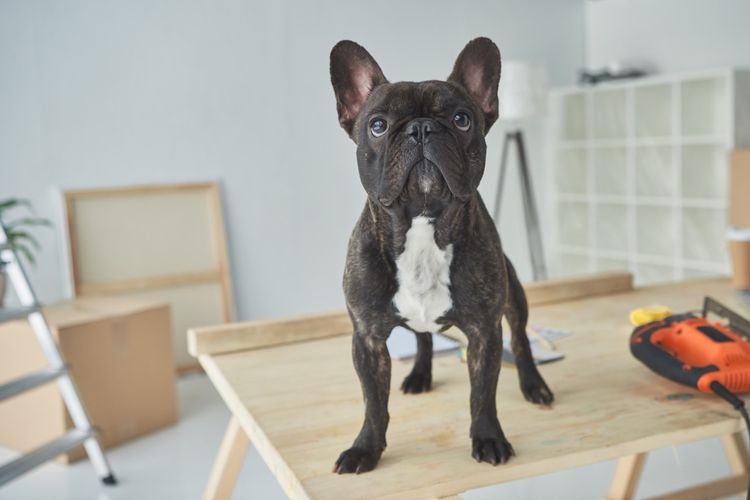 Schwarze Französische Bulldogge steht auf Schreibtisch Schwarze Französische Bulldogge steht auf Schreibtisch