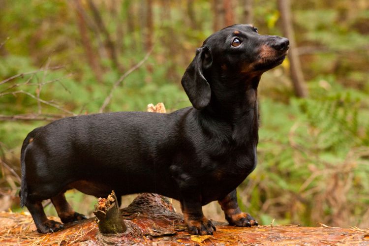 schwarzer Dackel im Wald Säugetier, Hund, Wirbeltier, Hunderasse, Canidae, schwarzer Dackel, Fleischfresser, Hund, Jagdhund, Sausagedog