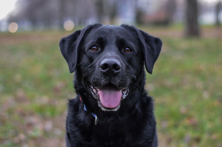 Labrador as therapy dog