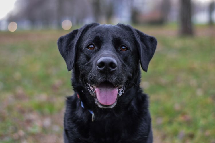 black Labrador with floppy ears Labrador as therapy dog