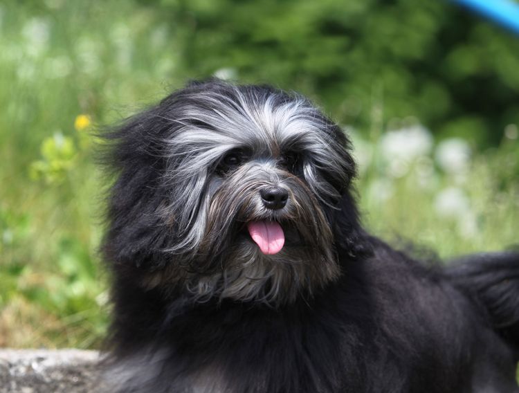 Hund, Säugetier, Wirbeltier, Hunderasse, Canidae, Cão da serra de aires, schaut aus wie ein Pyrenäenhirte, Rasse ähnlich Affenpinscher, es schaut zwar ähnlich ist aber kein katalanischer Schäferhund, Hund ähnlich tibetischer Terrier, Löwchen mit langen Haaren, schwarzer Löwchen