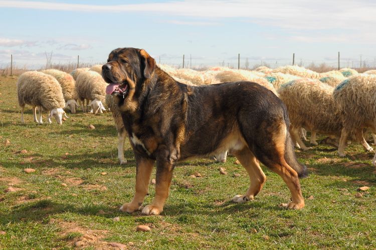 Spanischer Mastiff auf einer Weide mit Schafen und beschützt und bewach diese, Riesenhunderasse, Herdenschutzhund, Wachhund, große Hunderasse aus Spanien, spanische Hunderasse, braun schwarzer Maske, Listenhund, Molosser aus Spanien