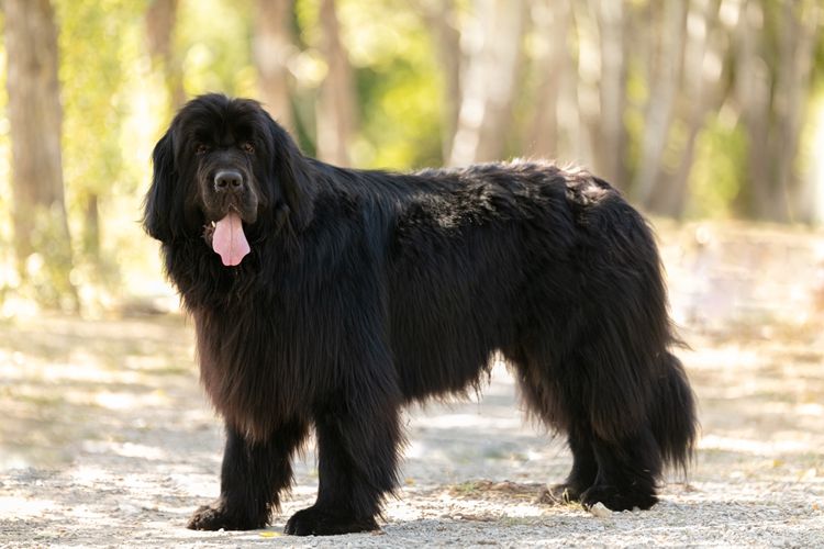 Schwarzer Neufundländer im Wald