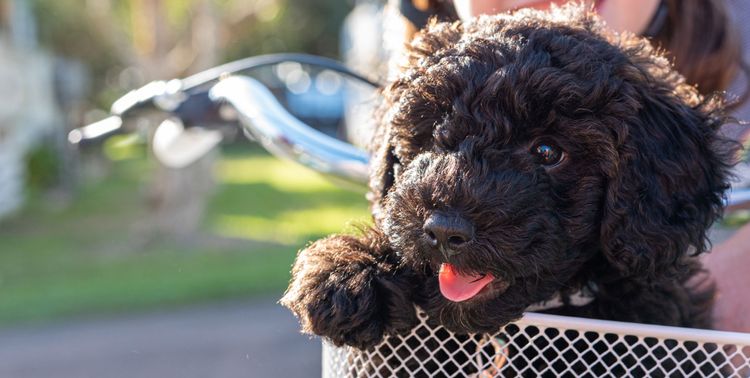 black snoodle Dog, Vertebrate, Canidae, Mammal, Breed of Dog, Similar breed to Spanish Water Dog, Dog similar to Barbet, Breed similar to Portuguese Water Dog, Carnivore, Sporting Group, Schnoodle puppy in basket in bicycle, Cycling with dog, Mongrel, Poodle mix, Hybrid mix of Schnauzer and Poodle, Allergic dog, Small black dog