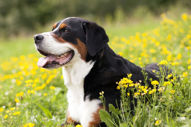 Hund, Säugetier, Wirbeltier, Hunderasse, Canidae, Fleischfresser, Entlebucher Sennenhund, Appenzeller Sennenhund, Großschweizer Sennenhund genießt die Sonne in der Blumenwiese und lacht, Hund der hechelt, Begleithund, dreifärbiger großer Hund, großer brauner Hund