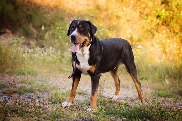 Hund, Säugetier, Wirbeltier, Hunderasse, Canidae, Fleischfresser, Entlebucher Sennenhund oder Schweizer Sennenhund, Arbeitshund, Appenzeller sennenhund, Großschweizer Sennenhund, Großer dreifärbiger Hund