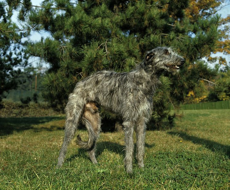 große Hunderasse, Riesenhund, Scottish Deerhound, Schottische Hunderasse mit mittellangem Fell. rauhaariges Fell
